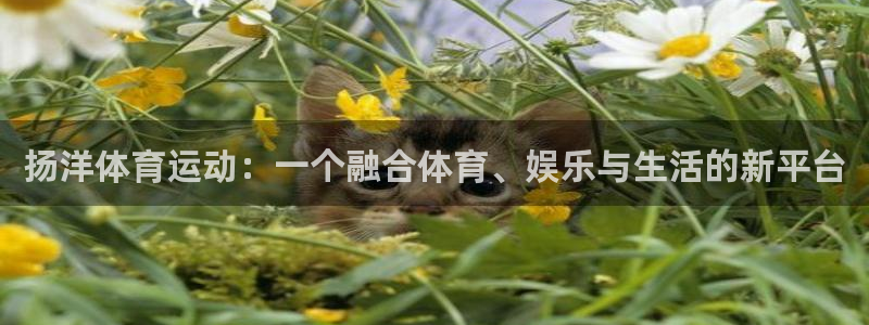 betway西汉姆官网：扬洋体育运动：一个融合体育、娱乐与生活的新平台